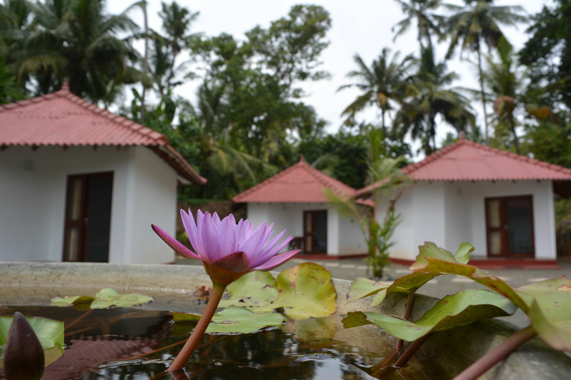 Blue Whale Lagoon Resort Ahangama Exterior foto