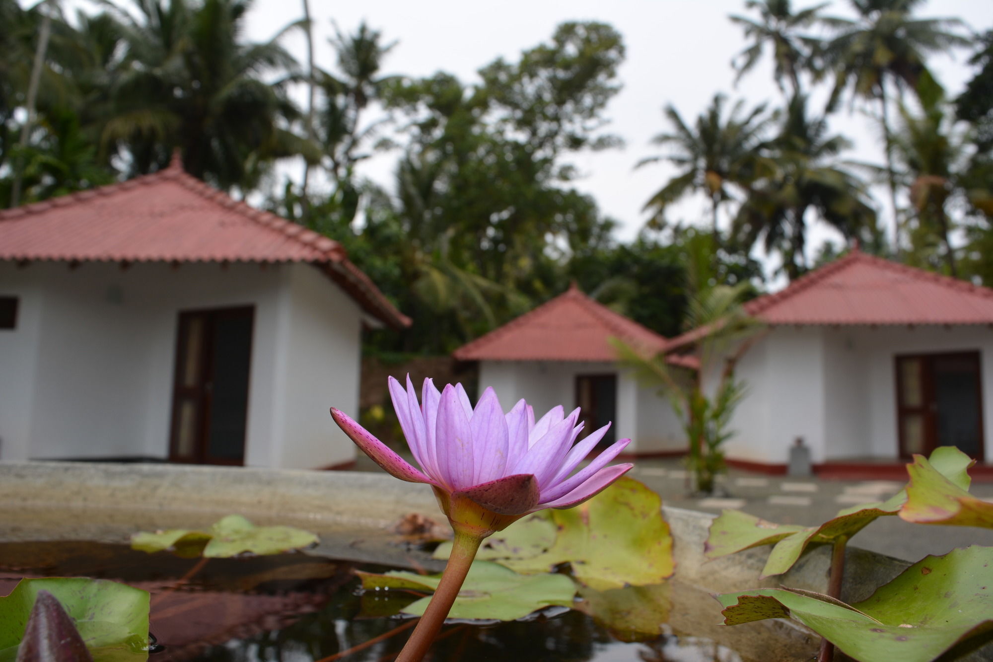 Blue Whale Lagoon Resort Ahangama Exterior foto
